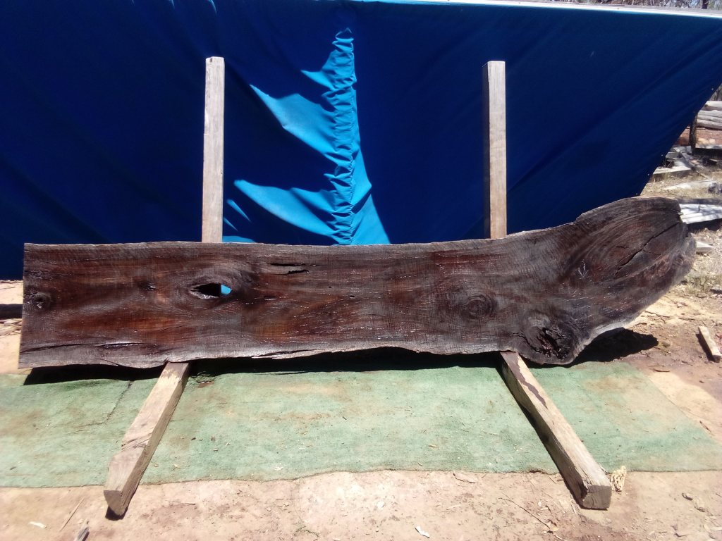 Sydney Blue Gum (TS1007SBG)
