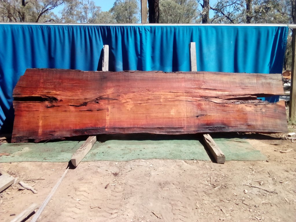 Sydney Blue Gum (TS1008SBG)