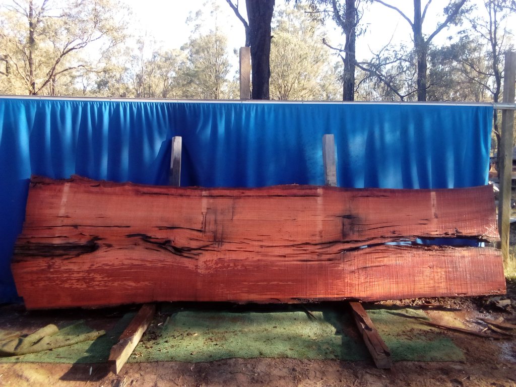 Sydney Blue Gum (TS1009SBG)
