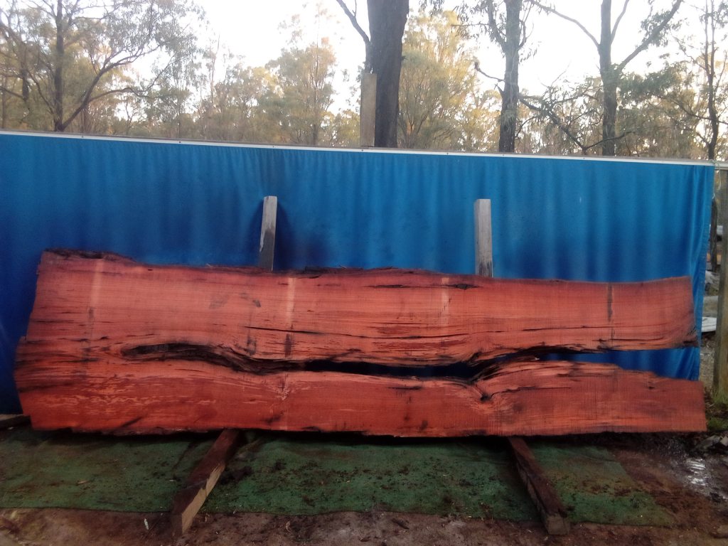 Sydney Blue Gum (TS1010SBG)