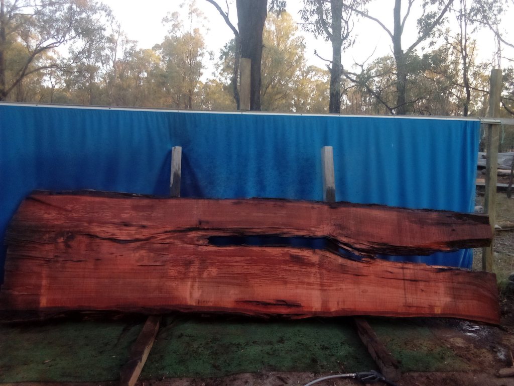 Sydney Blue Gum (TS1010SBG)