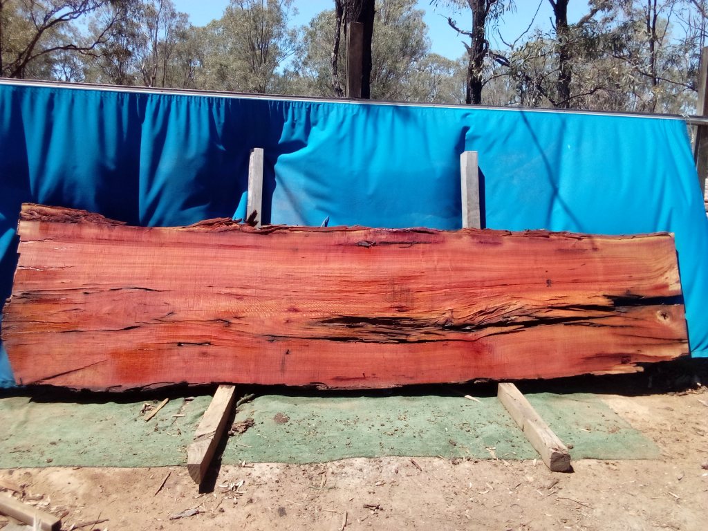 Sydney Blue Gum (TS1011SBG)
