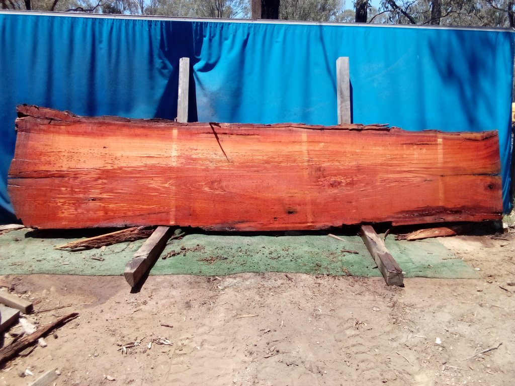 Sydney Blue Gum (TS1012SBG)