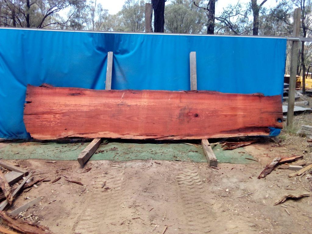 Sydney Blue Gum (TS1013SBG)