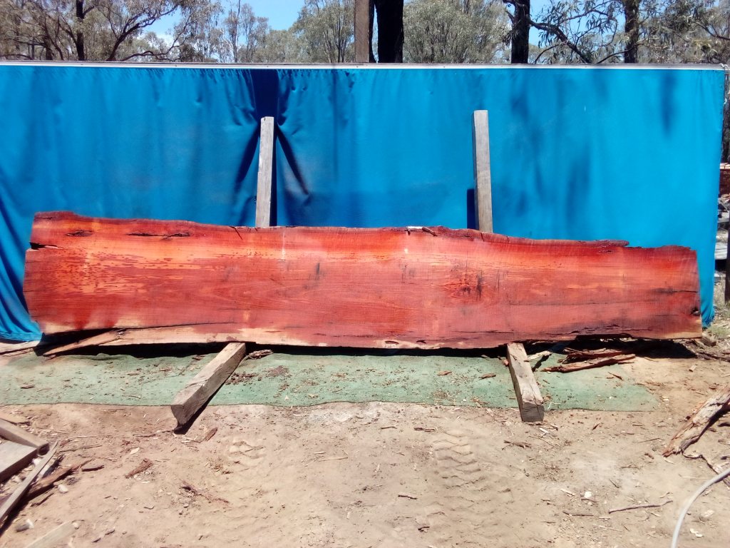 Sydney Blue Gum (TS1014SBG)