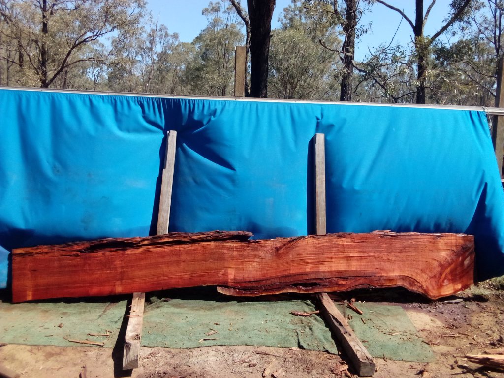 Sydney Blue Gum (TS1019SBG)