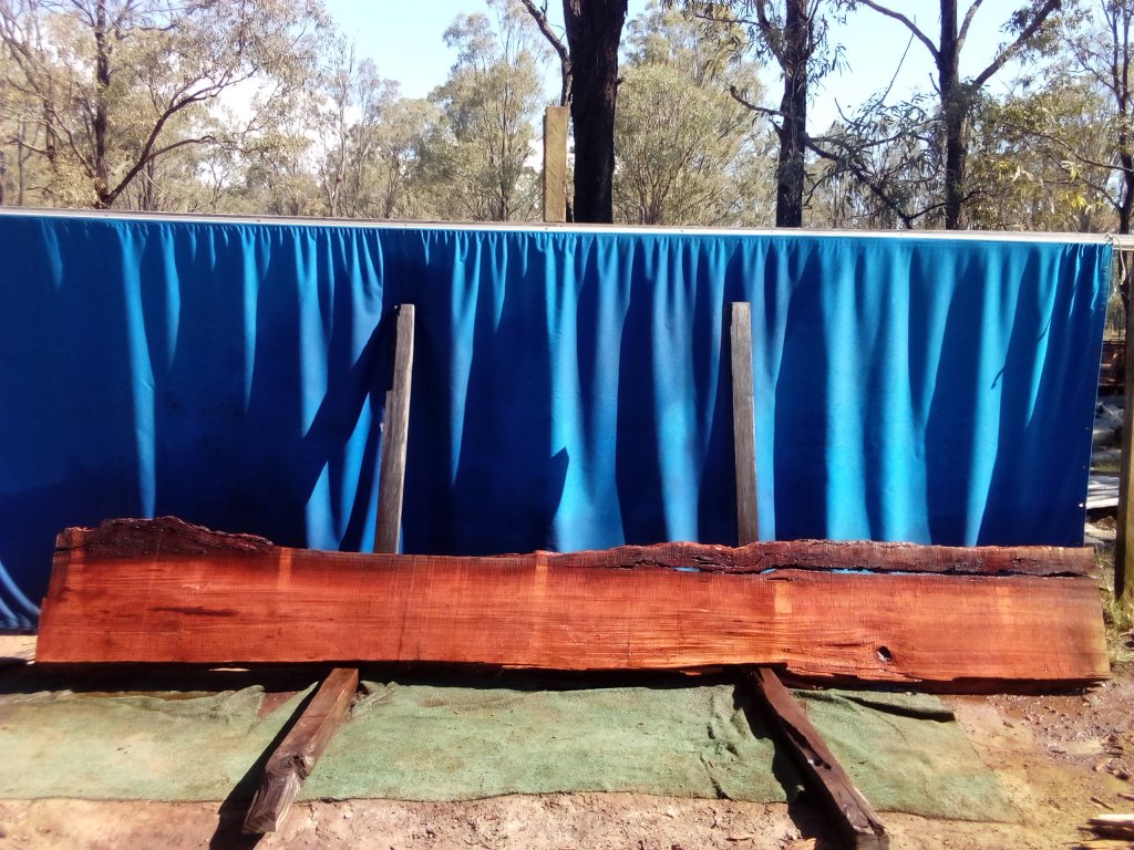Sydney Blue Gum (TS1020SBG)