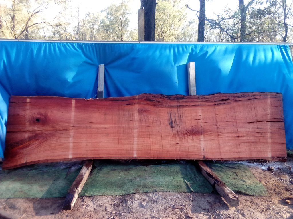 Sydney Blue Gum (TS1021SBG)