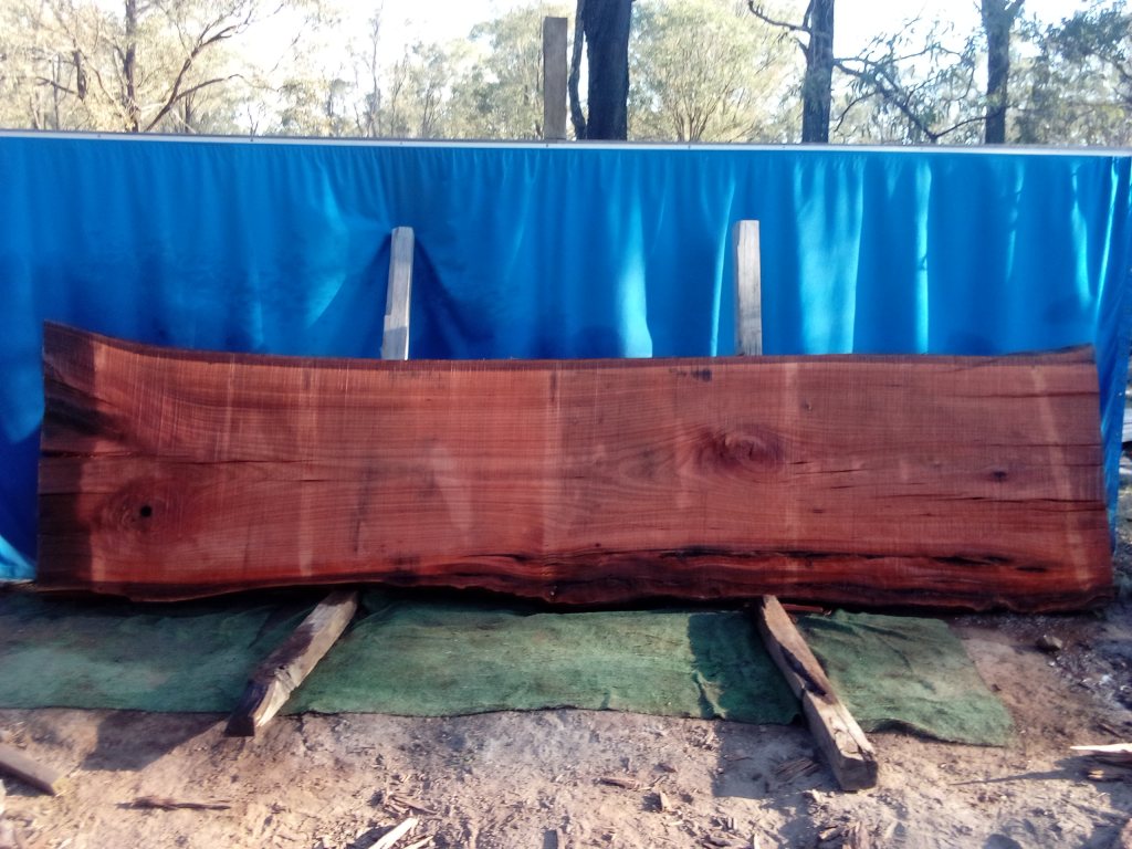 Sydney Blue Gum (TS1021SBG)