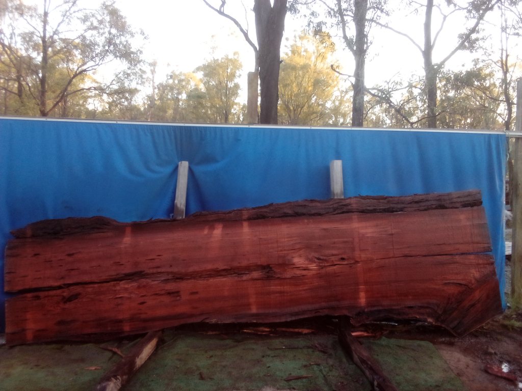 Sydney Blue Gum (TS1022SBG)
