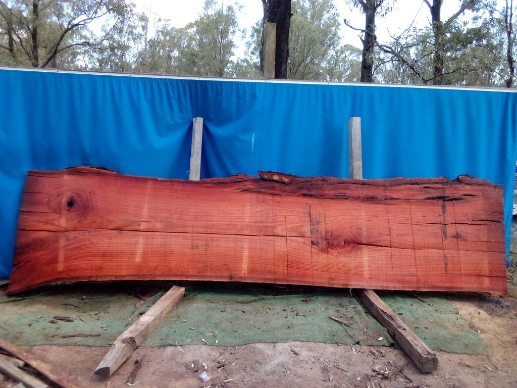 Sydney Blue Gum (TS1023SBG)