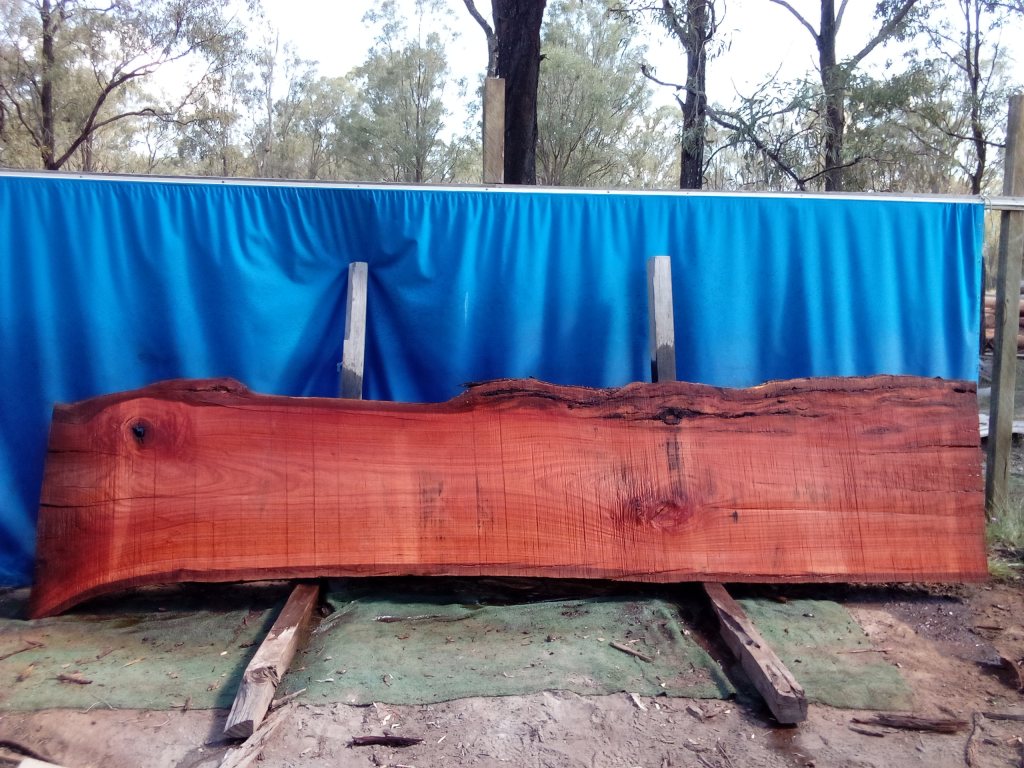 Sydney Blue Gum (TS1024SBG)