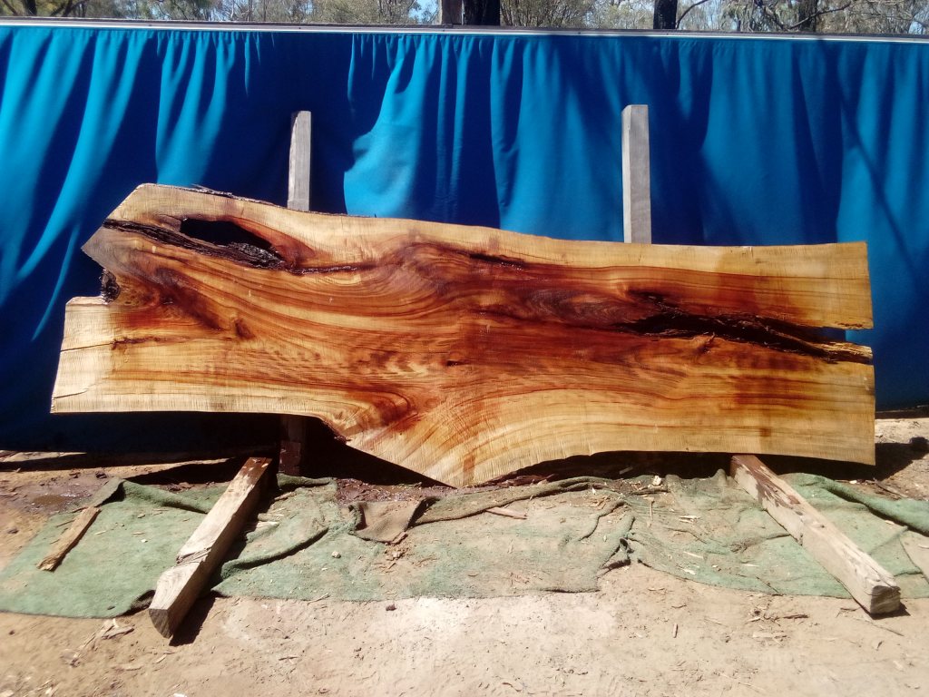 Camphor Laurel (TS1061CL)