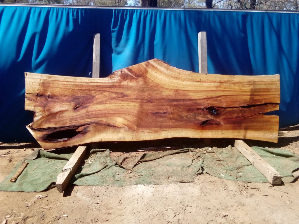 Camphor Laurel (TS1061CL)
