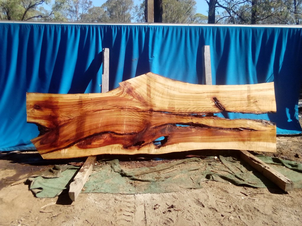 Camphor Laurel (TS1062CL)