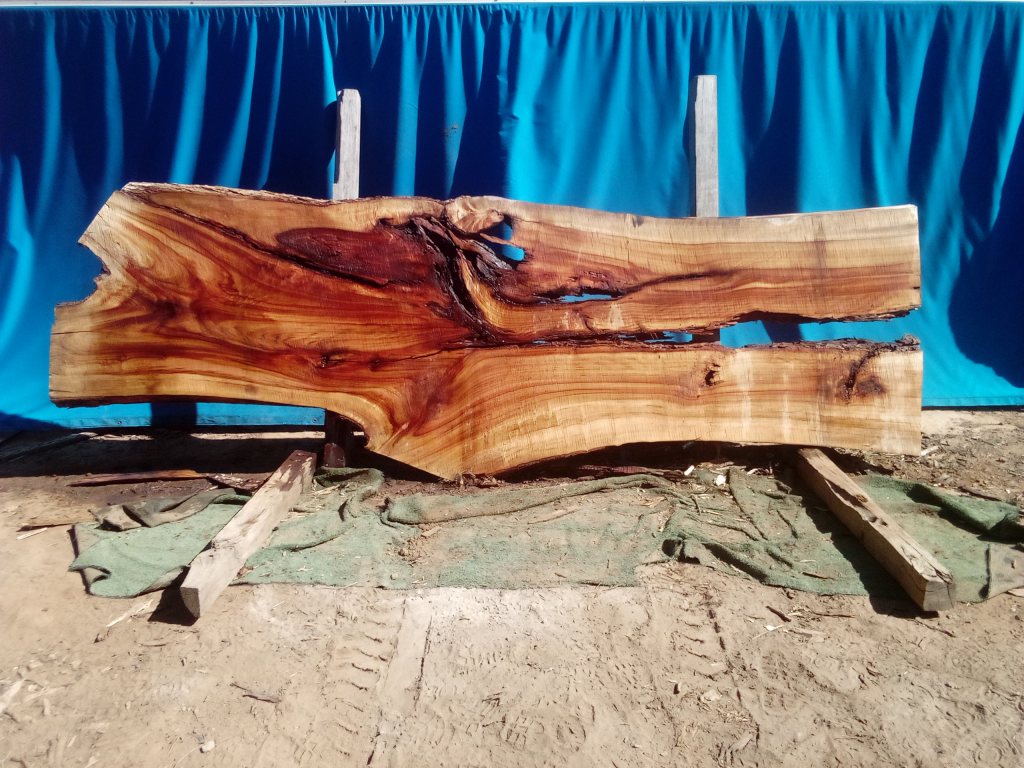 Camphor Laurel (TS1062CL)