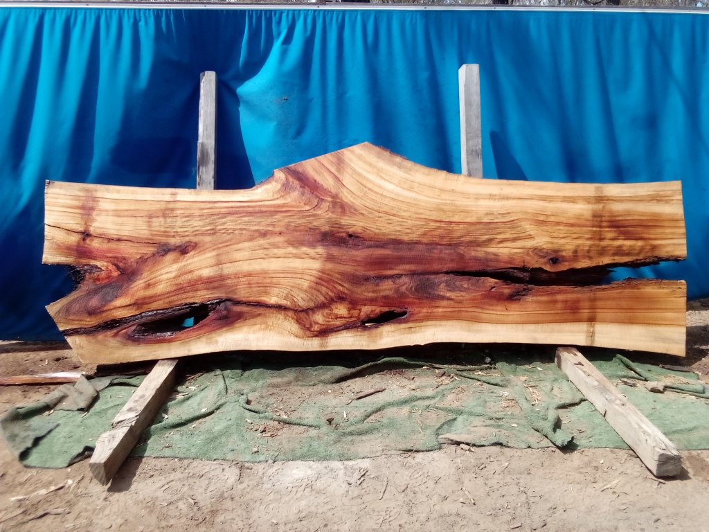 Camphor Laurel (TS1063CL)