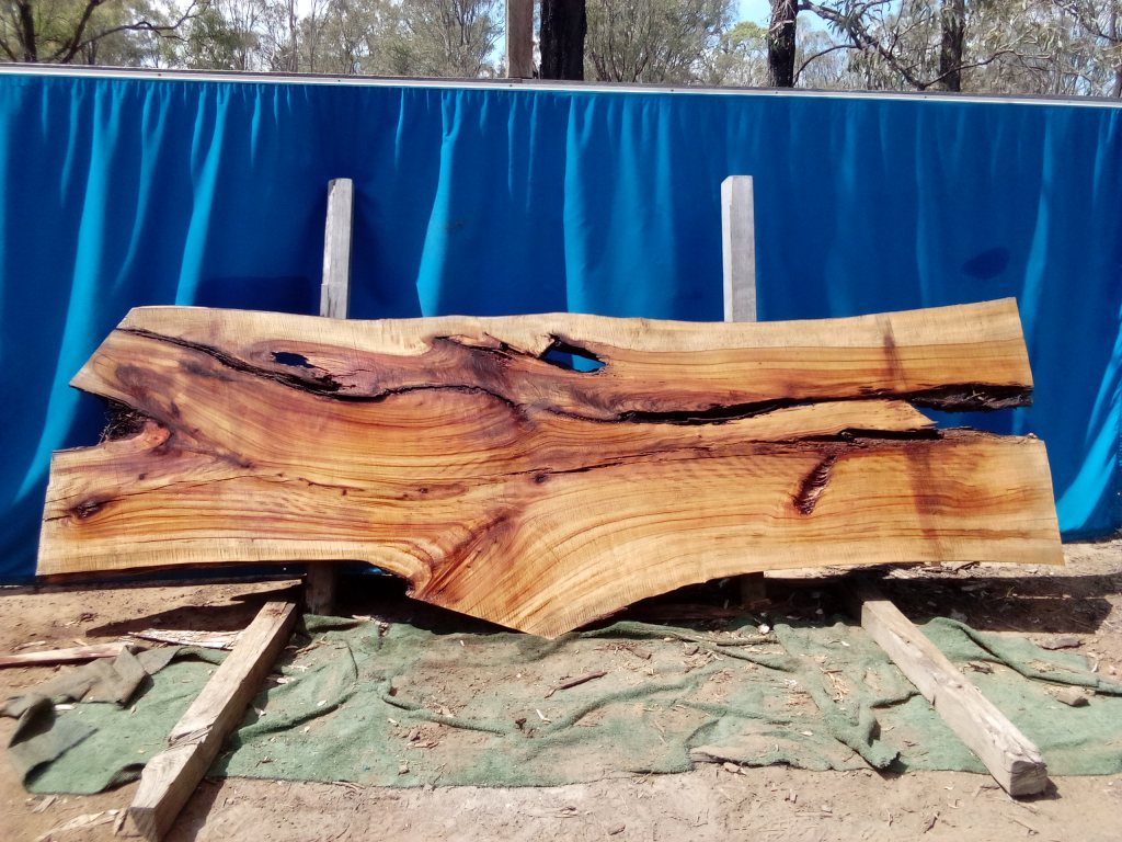 Camphor Laurel (TS1063CL)