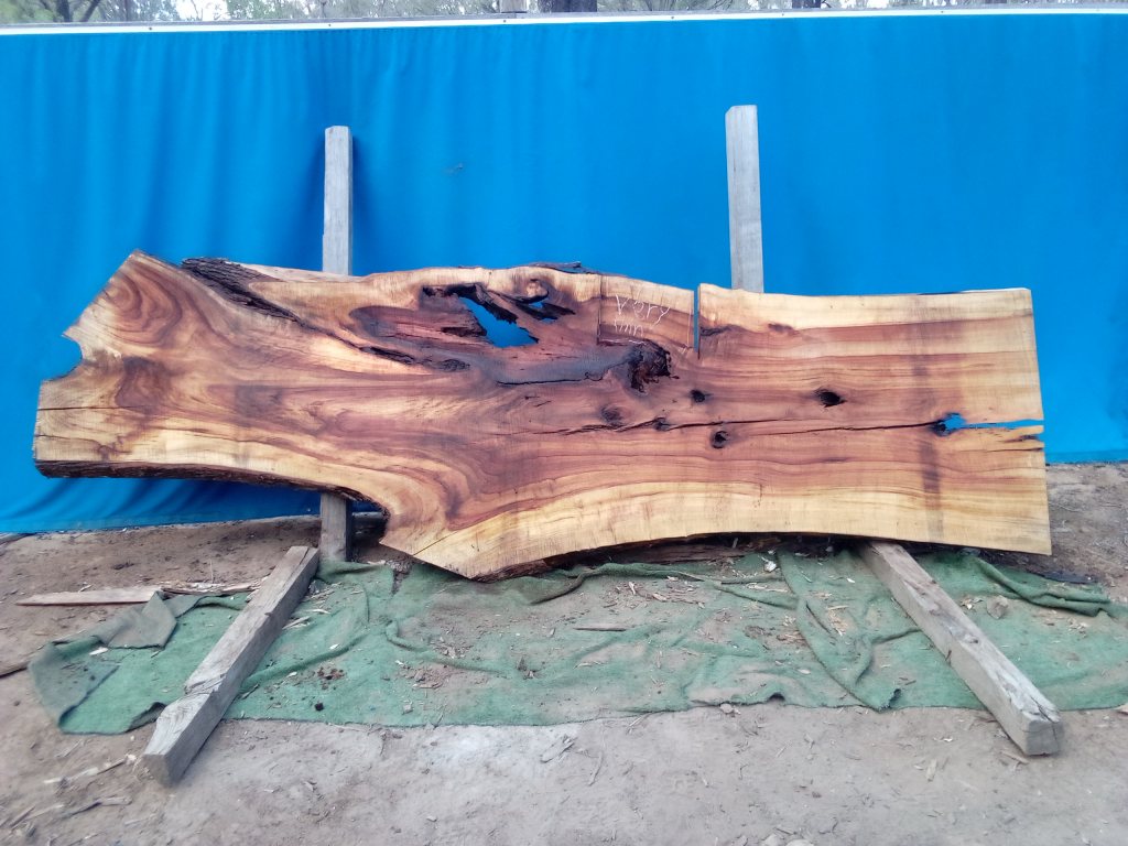 Camphor Laurel (TS1064CL)