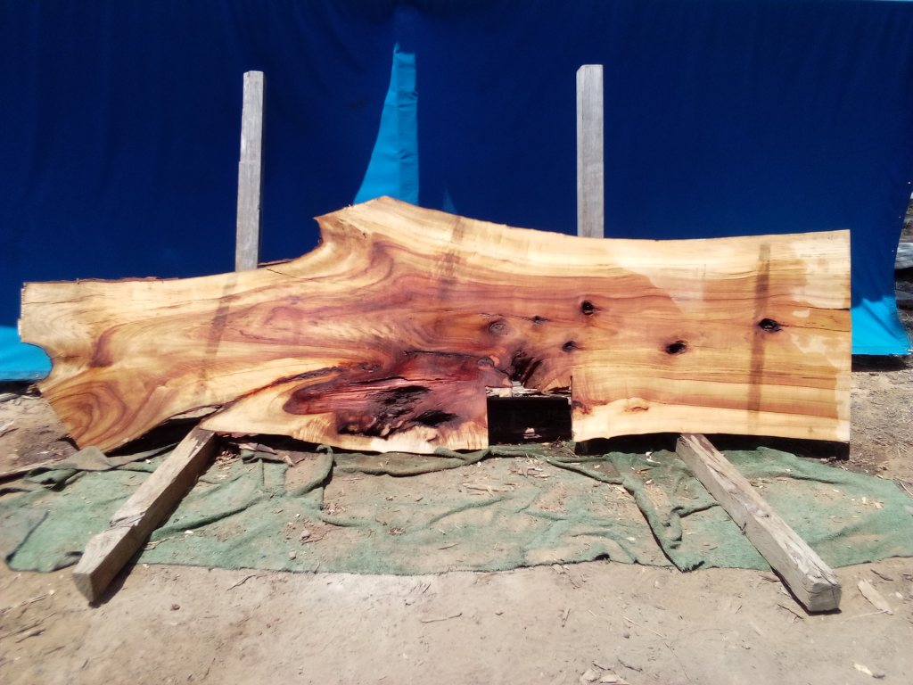 Camphor Laurel (TS1065CL)