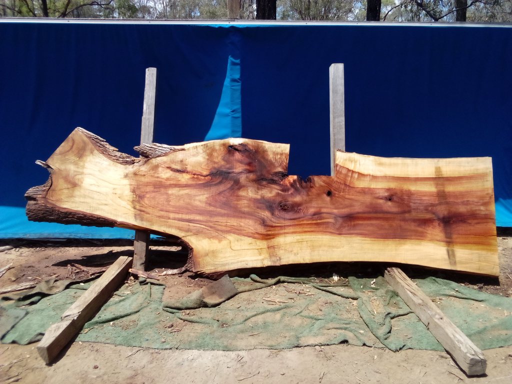 Camphor Laurel (TS1065CL)