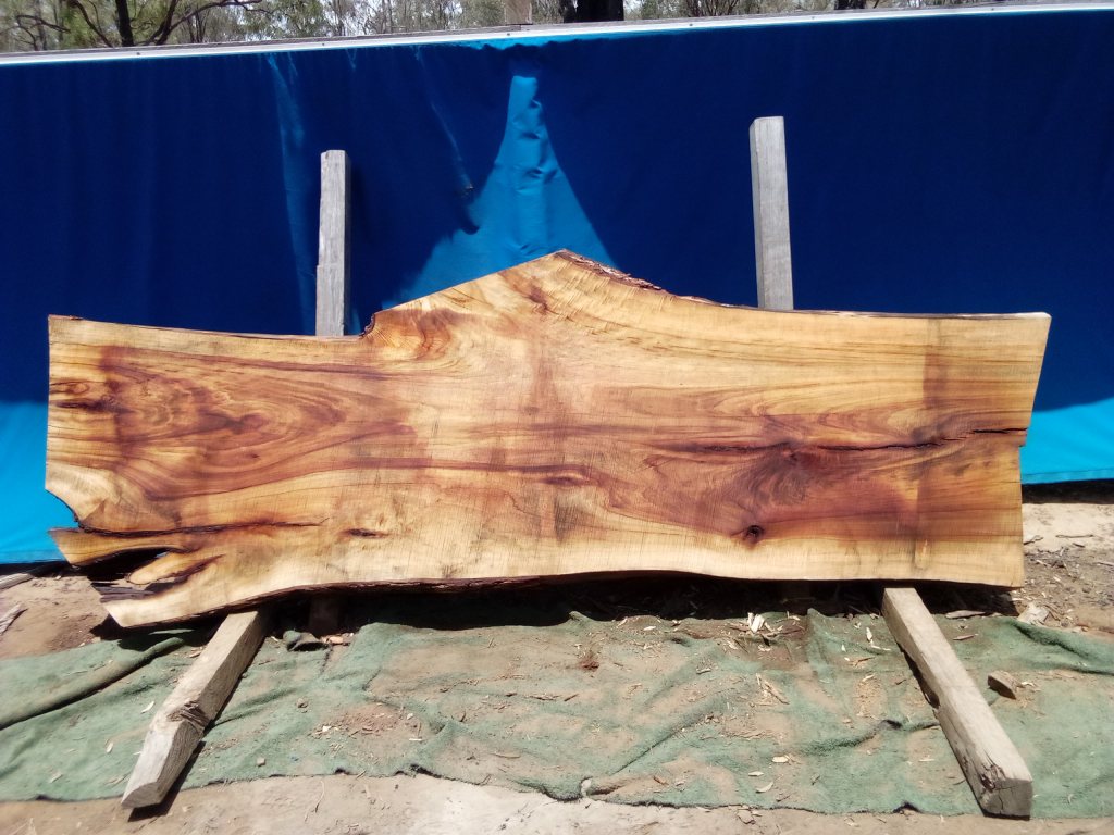 Camphor Laurel (TS1066CL)
