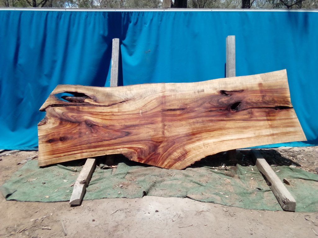 Camphor Laurel (TS1066CL)