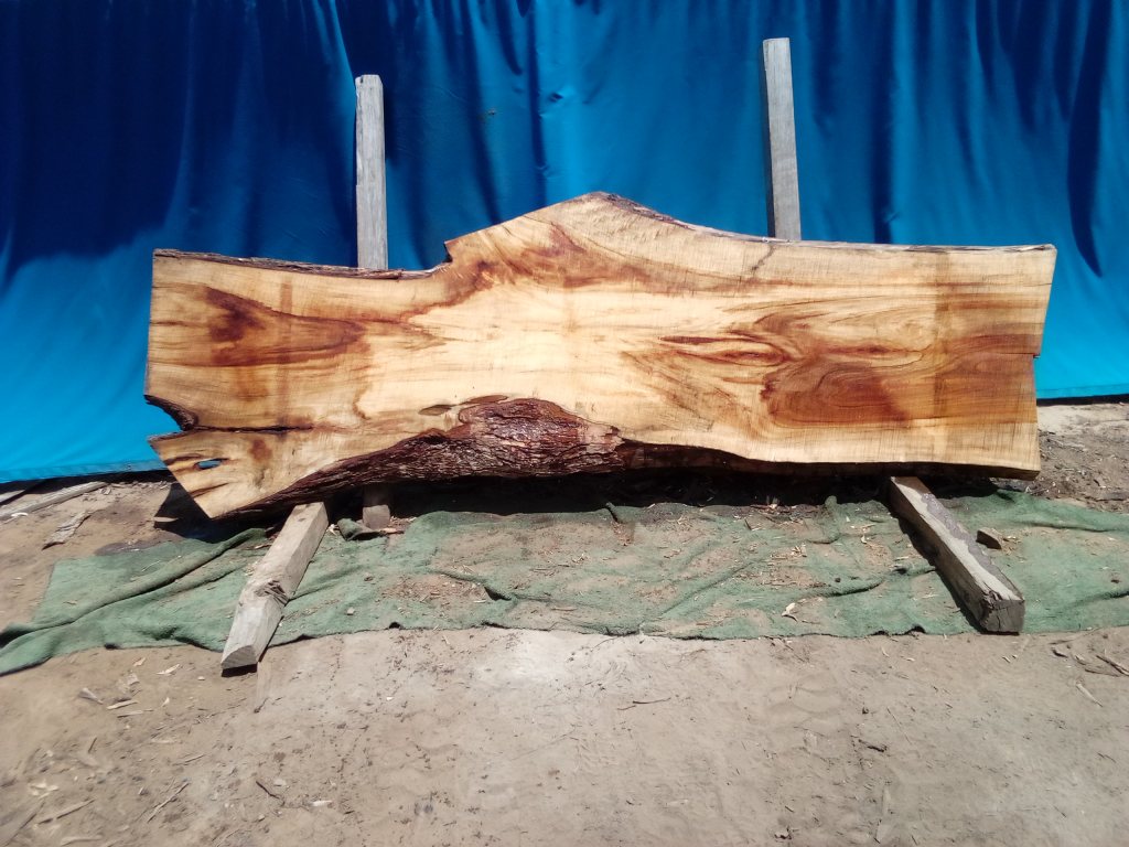 Camphor Laurel (TS1067CL)