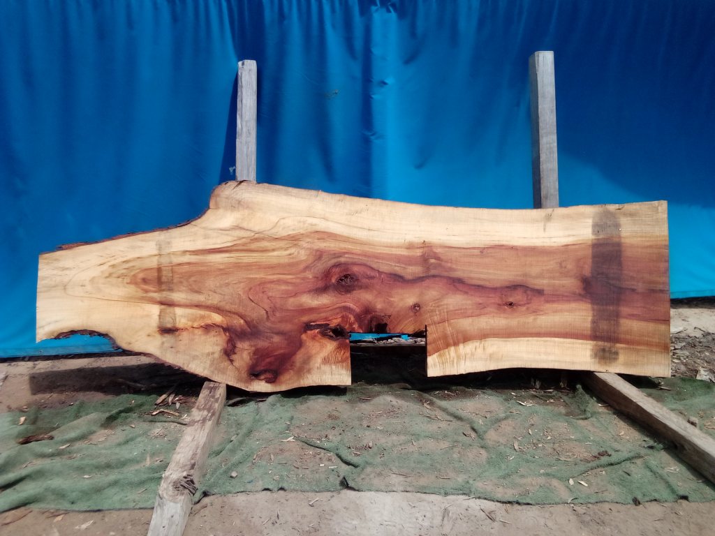 Camphor Laurel (TS1068CL)