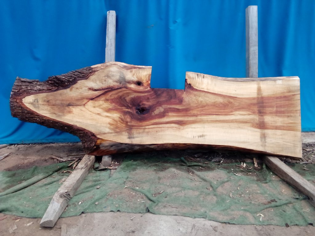Camphor Laurel (TS1068CL)