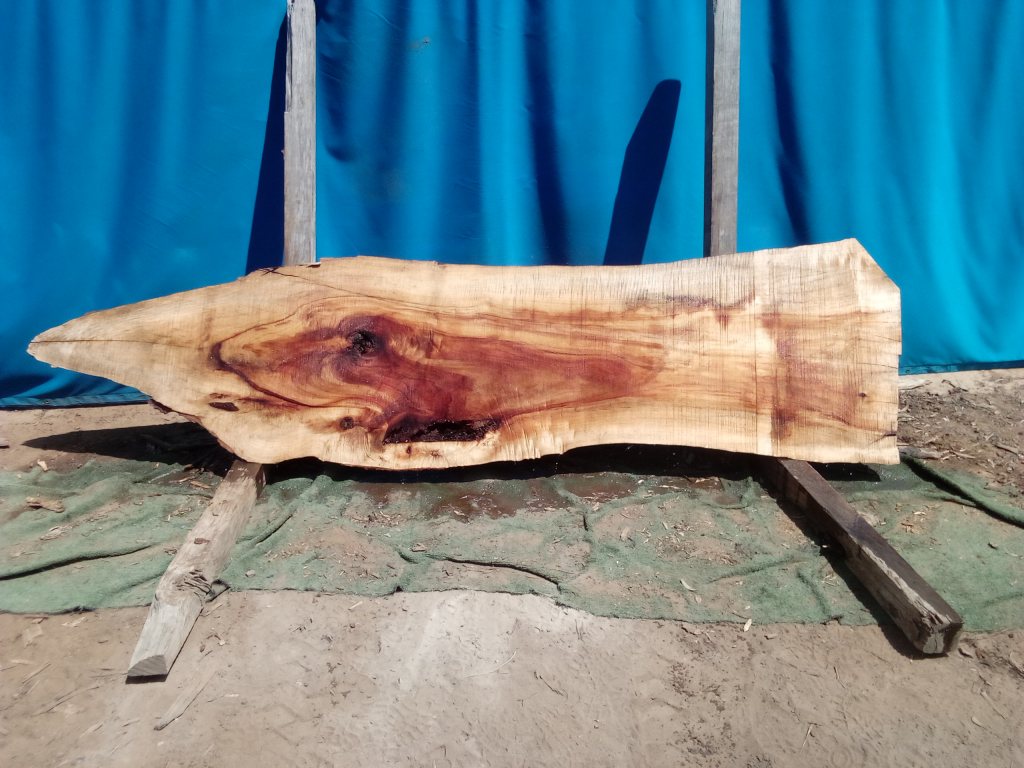 Camphor Laurel (TS1069CL)