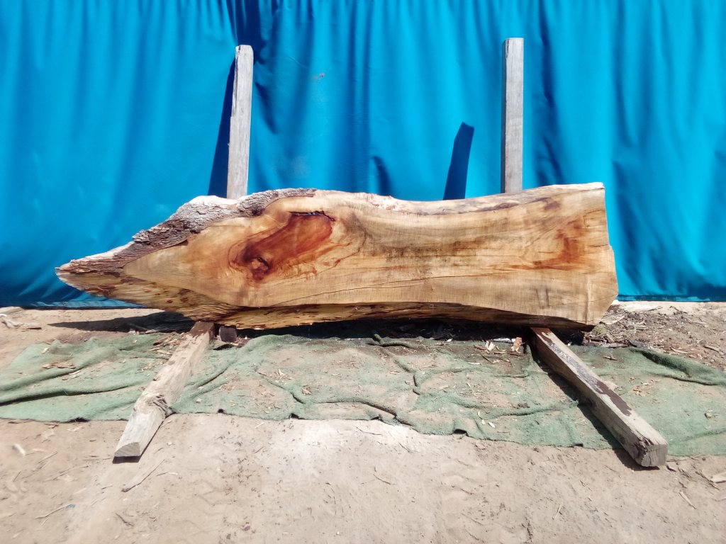 Camphor Laurel (TS1069CL)