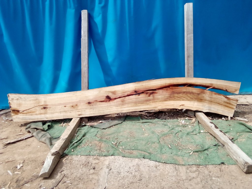 Camphor Laurel (TS1070CL)