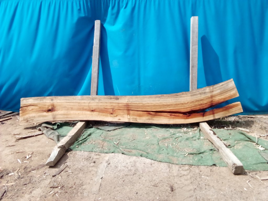 Camphor Laurel (TS1070CL)