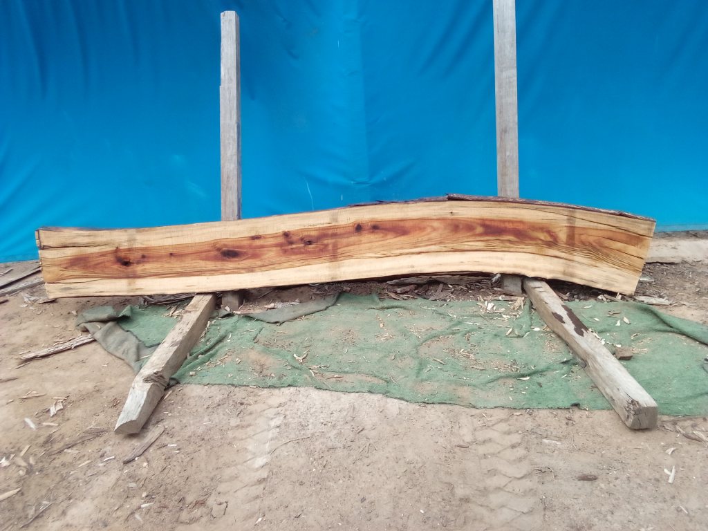 Camphor Laurel (TS1071CL)