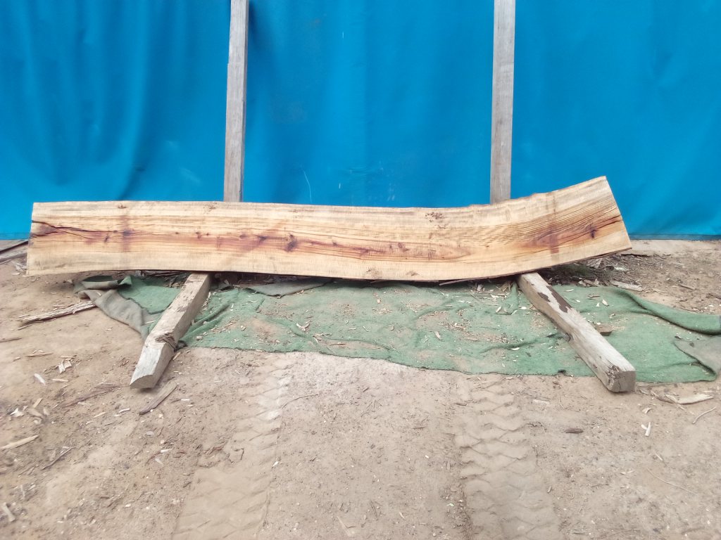 Camphor Laurel (TS1071CL)