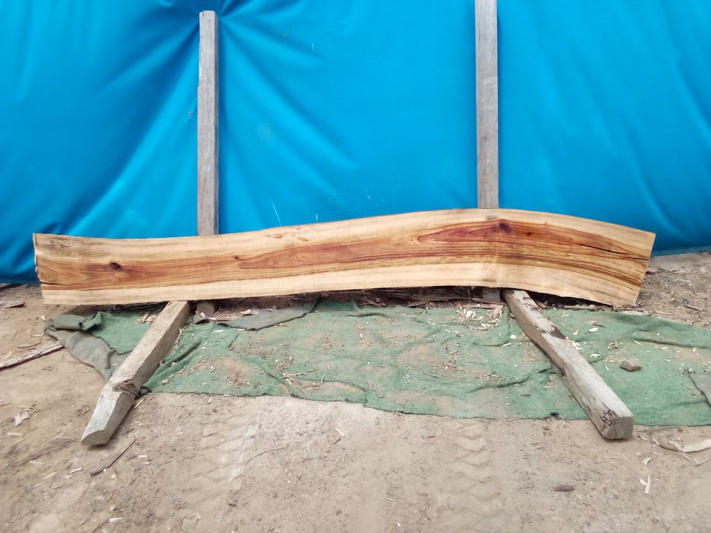 Camphor Laurel (TS1072CL)