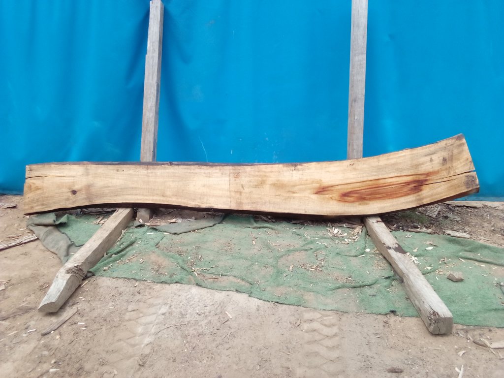 Camphor Laurel (TS1072CL)