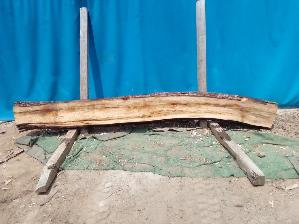 Camphor Laurel (TS1073CL)