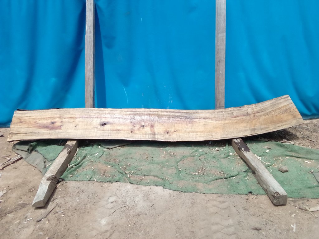 Camphor Laurel (TS1073CL)