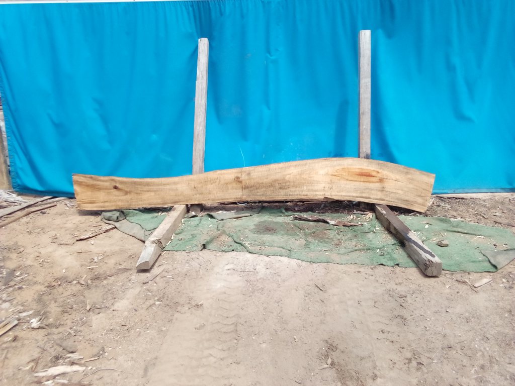 Camphor Laurel (TS1074CL)