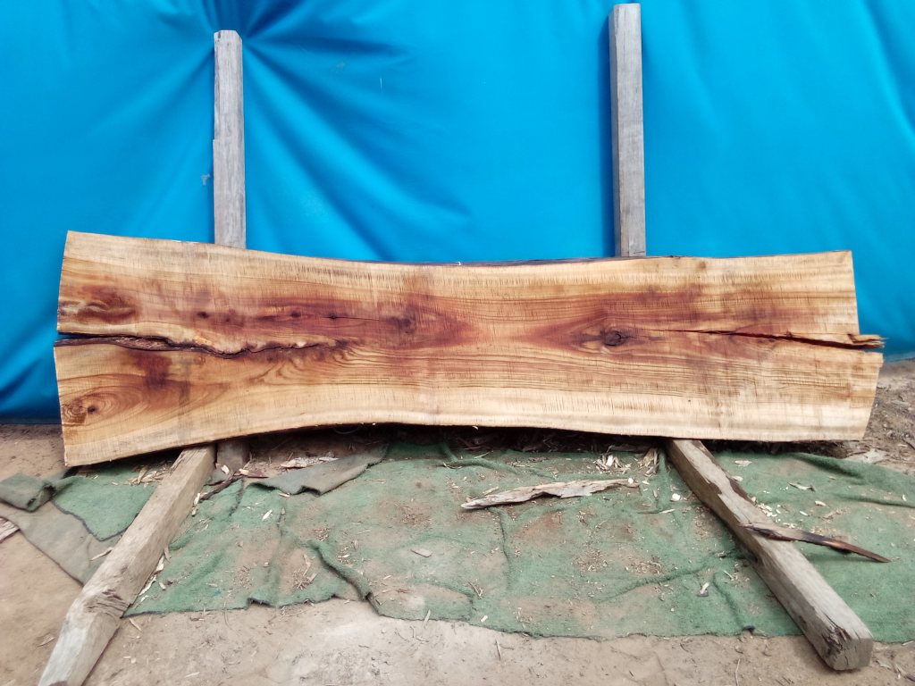 Camphor Laurel (TS1075CL)