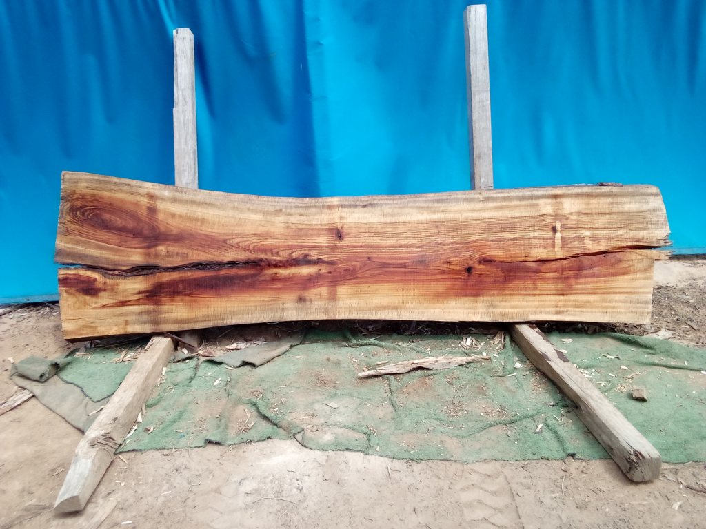 Camphor Laurel (TS1075CL)