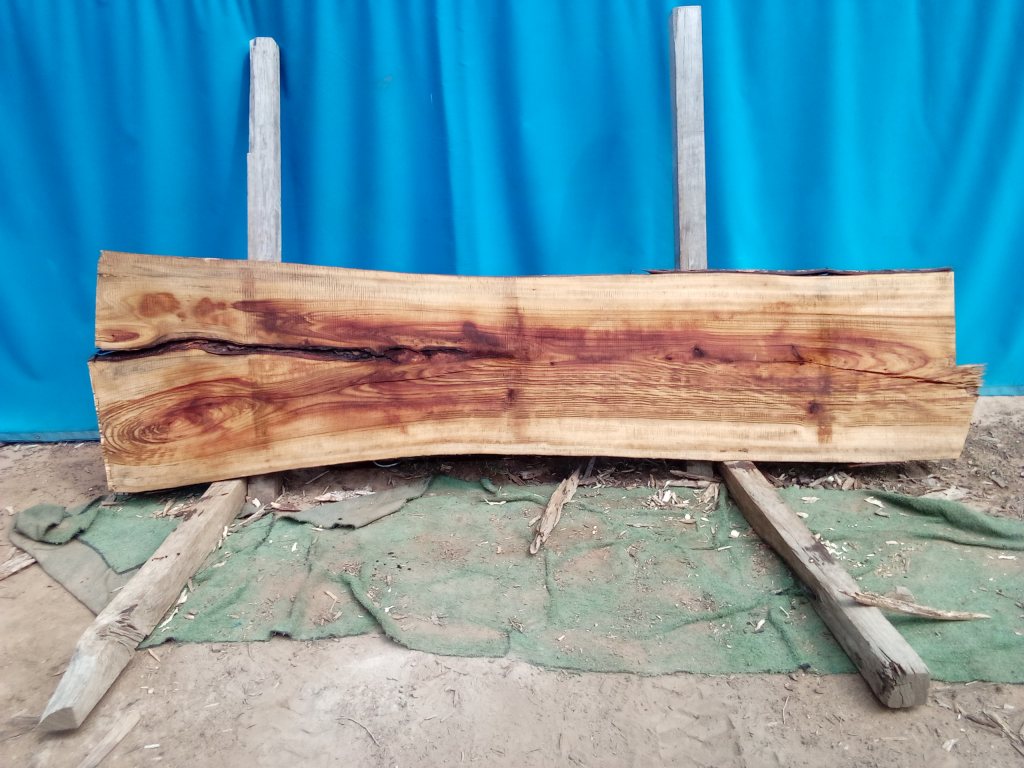Camphor Laurel (TS1076CL)
