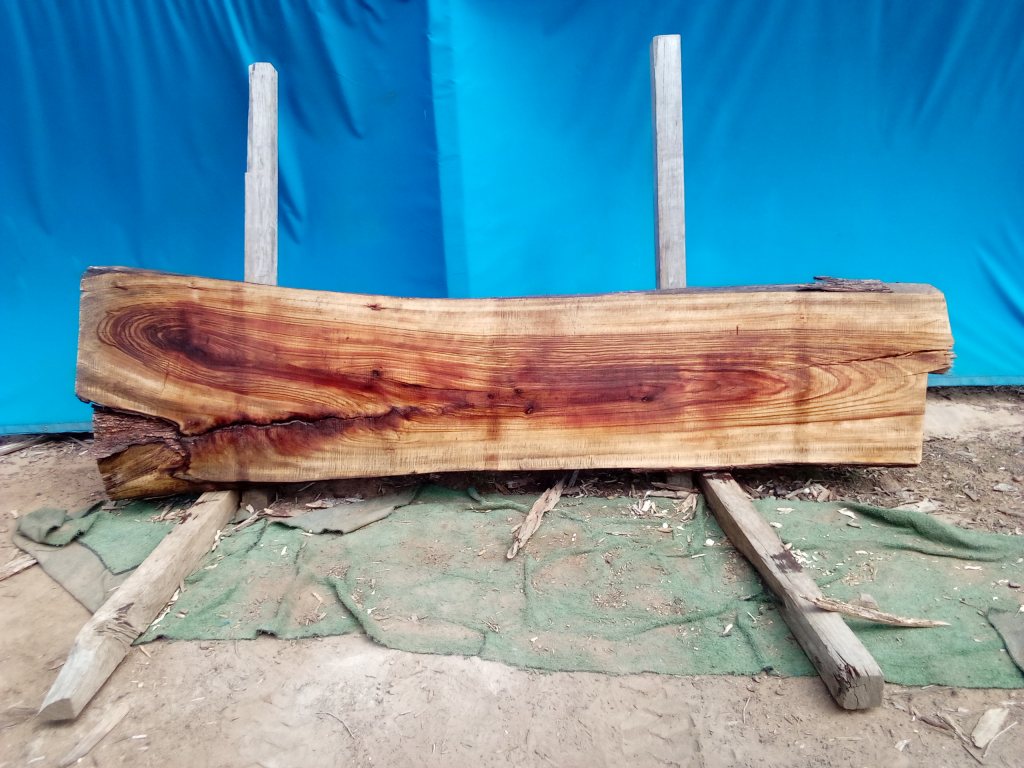 Camphor Laurel (TS1076CL)