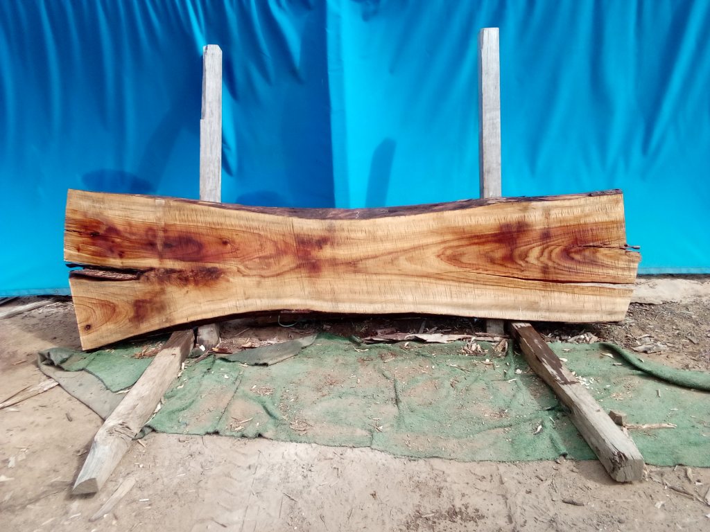 Camphor Laurel (TS1077CL)