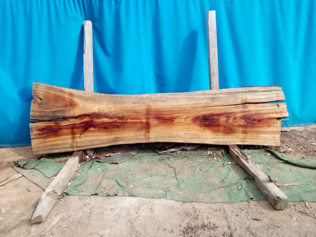 Camphor Laurel (TS1077CL)