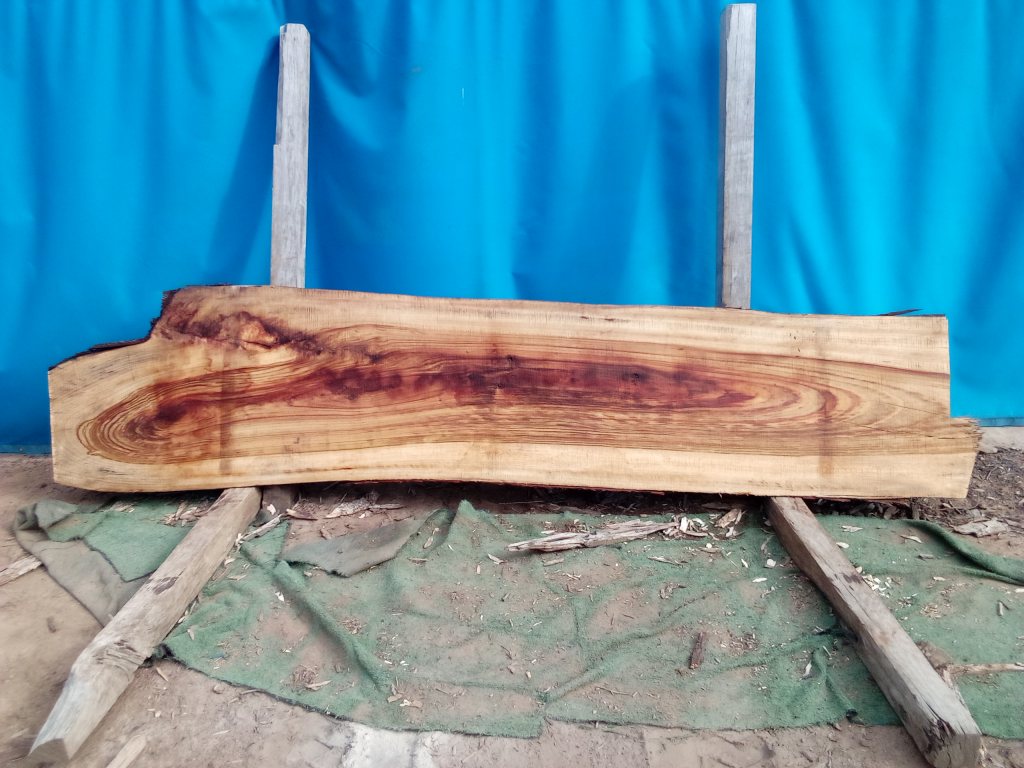 Camphor Laurel (TS1078CL)