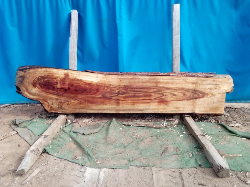 Camphor Laurel (TS1078CL)