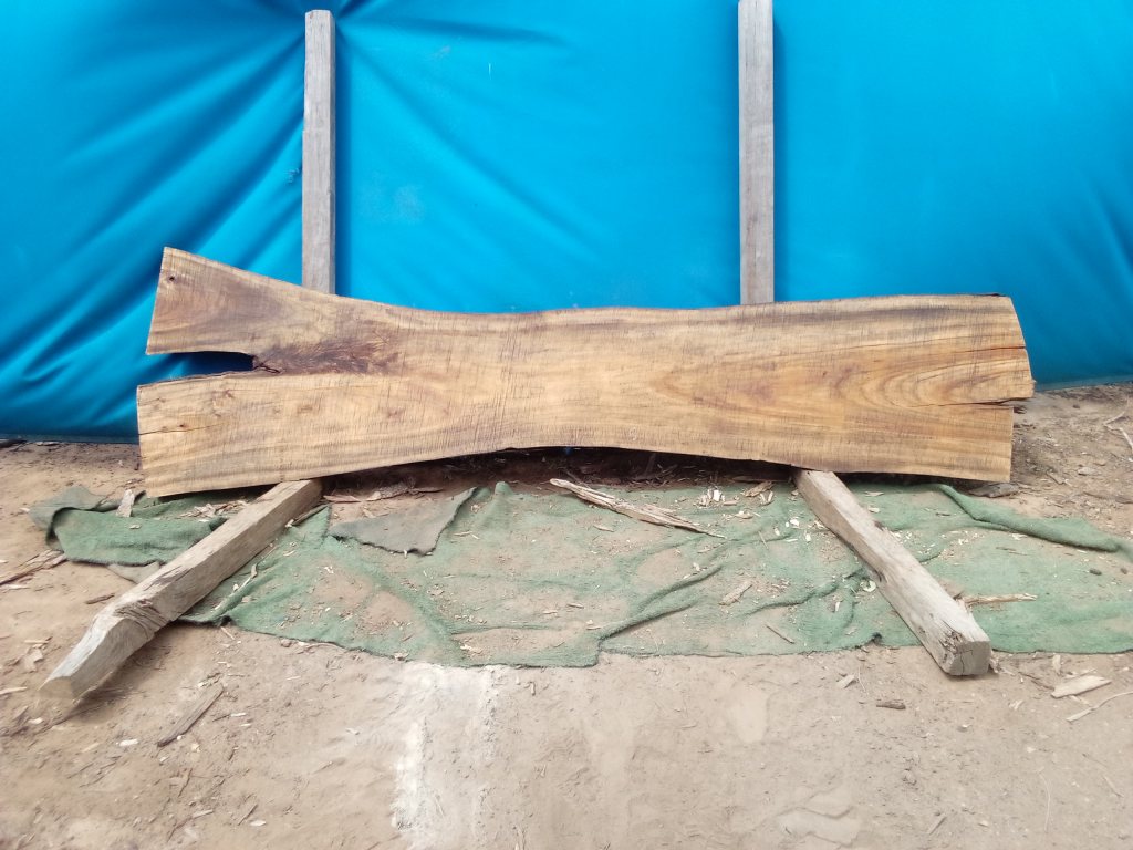 Camphor Laurel (TS1079CL)